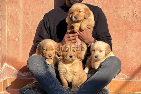 top quality of golden retriever puppies جولدن