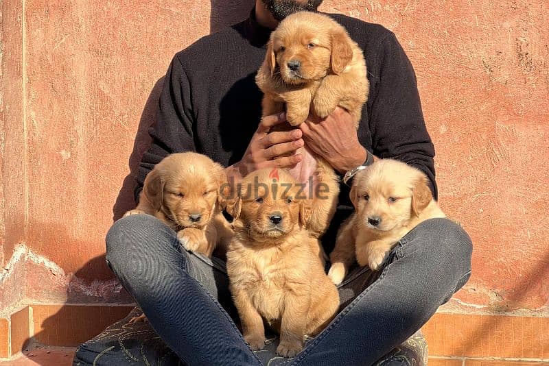 top quality of golden retriever puppies جولدن 0