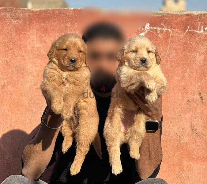 top quality of golden retriever puppies جولدن 1