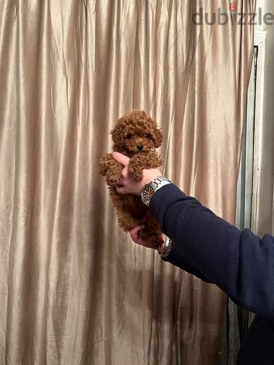 puppy teacup toy poodle female