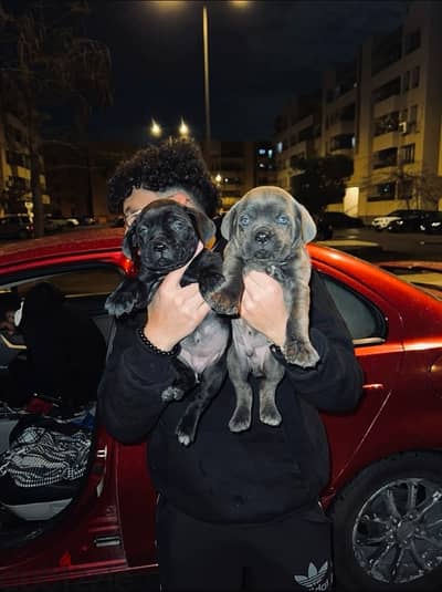 Cane corso puppies// جراوي كين كورسو