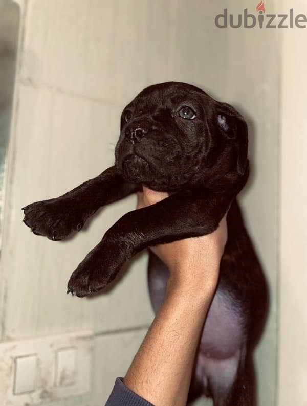 Cane corso puppies// جراوي كين كورسو 1