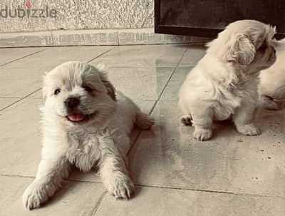 pekinese puppies / بيكنيز