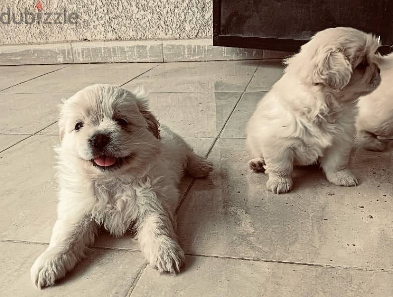 pekinese puppies / بيكنيز 0