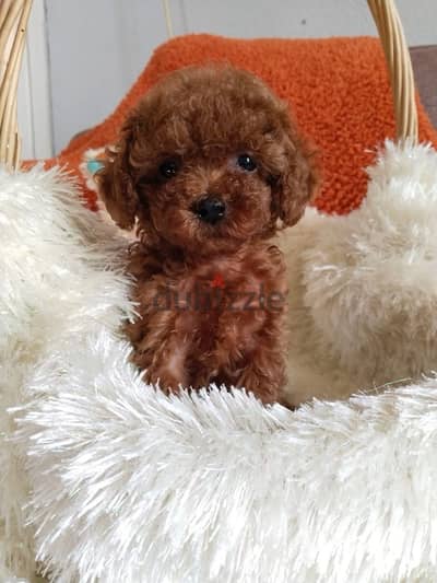 puppies poodle