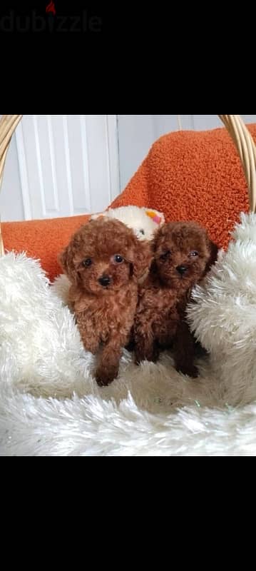 puppies poodle 1