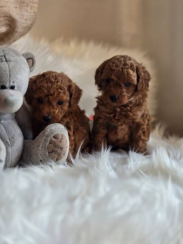 puppies poodle 2