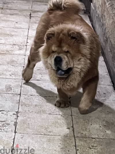 chow chow