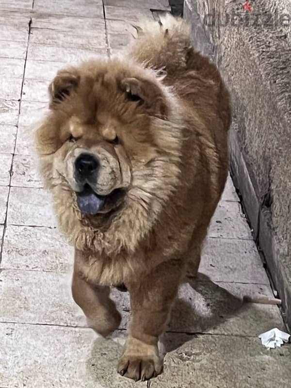 chow chow 1