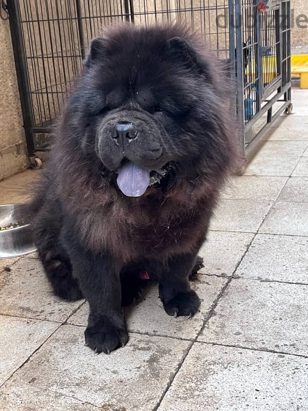 chow chow 2