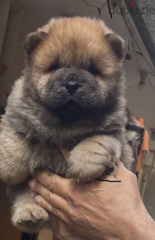 chow chow 4