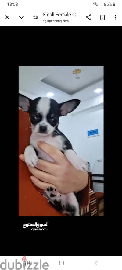 Small Female Chihuahua last one