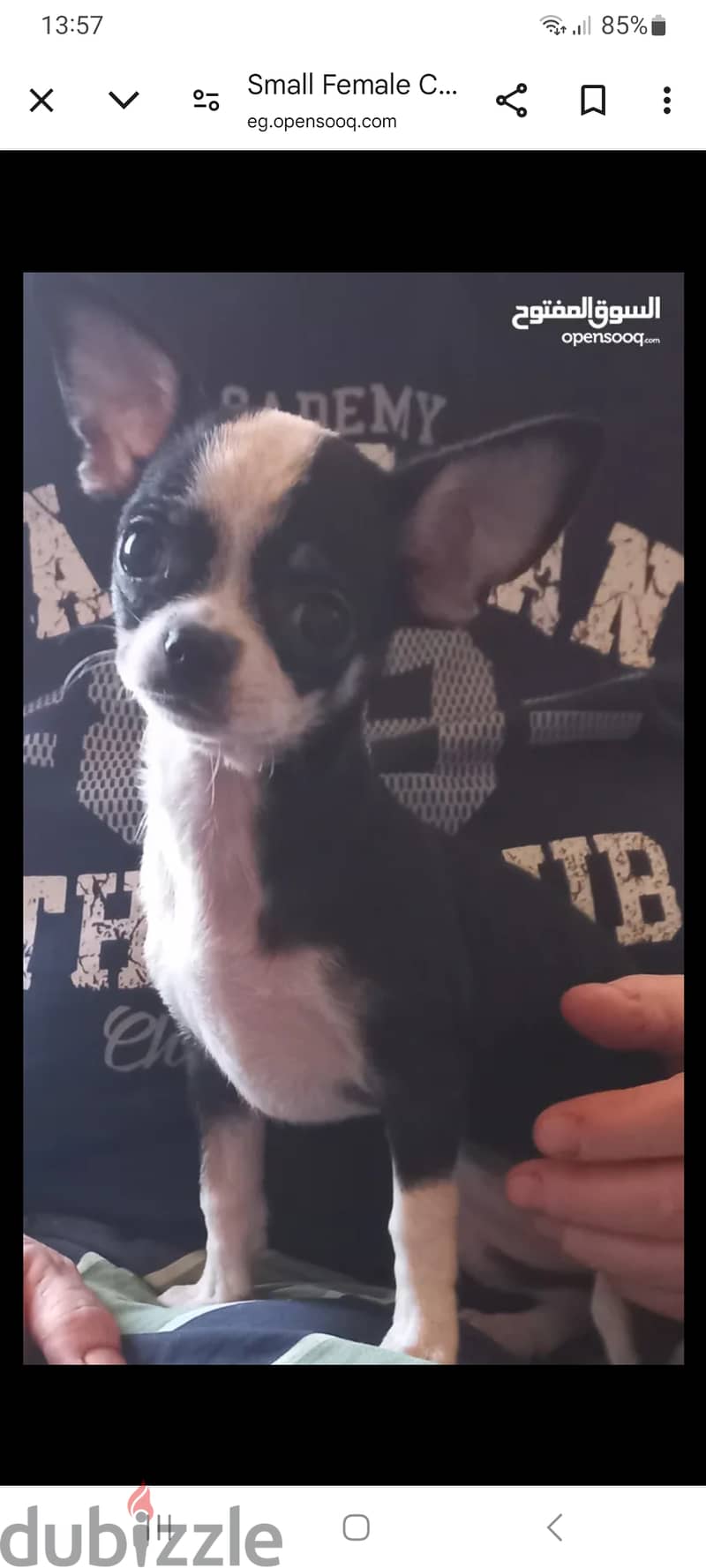 Small Female Chihuahua last one 1