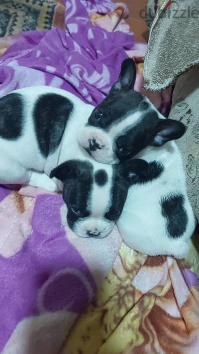 Male French Bulldog puppies 45 days excellent qualityفرنش بولدوج ذكر