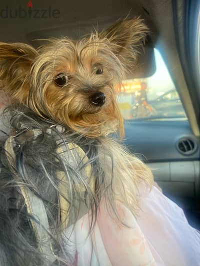 A cute female Yorkshire terrier