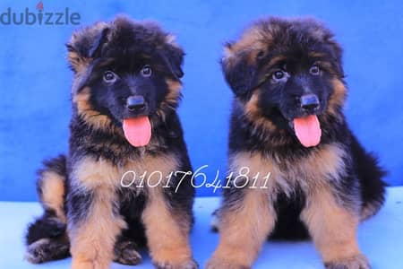 جراوي جيرمان شولاين German Shepherd puppies available for sale