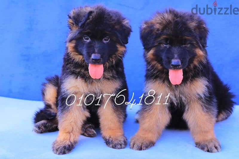 جراوي جيرمان شولاين German Shepherd puppies available for sale 1