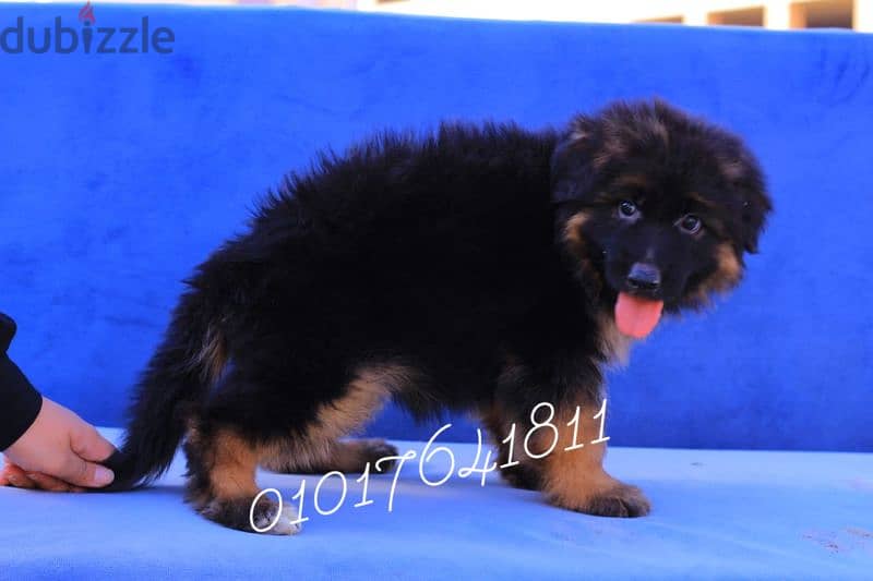 جراوي جيرمان شولاين German Shepherd puppies available for sale 2