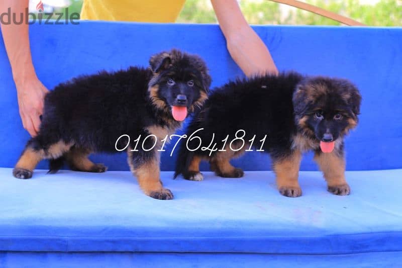 جراوي جيرمان شولاين German Shepherd puppies available for sale 3