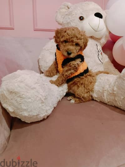 toy poodle بودل