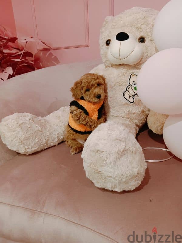 toy poodle بودل 2