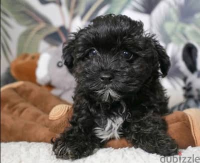 female  maltipoo