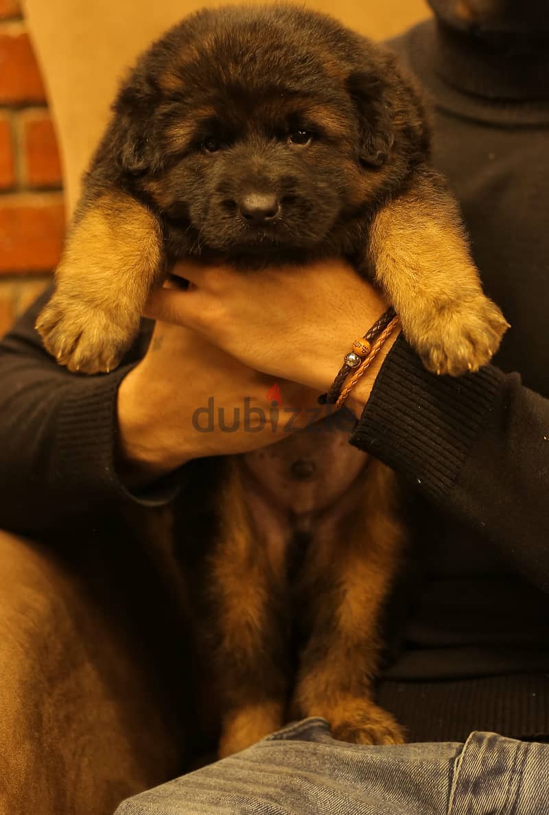 Male German shepherd puppies Female جراوي جيرمن شيبرد ذكر ولد بنت انثي 1