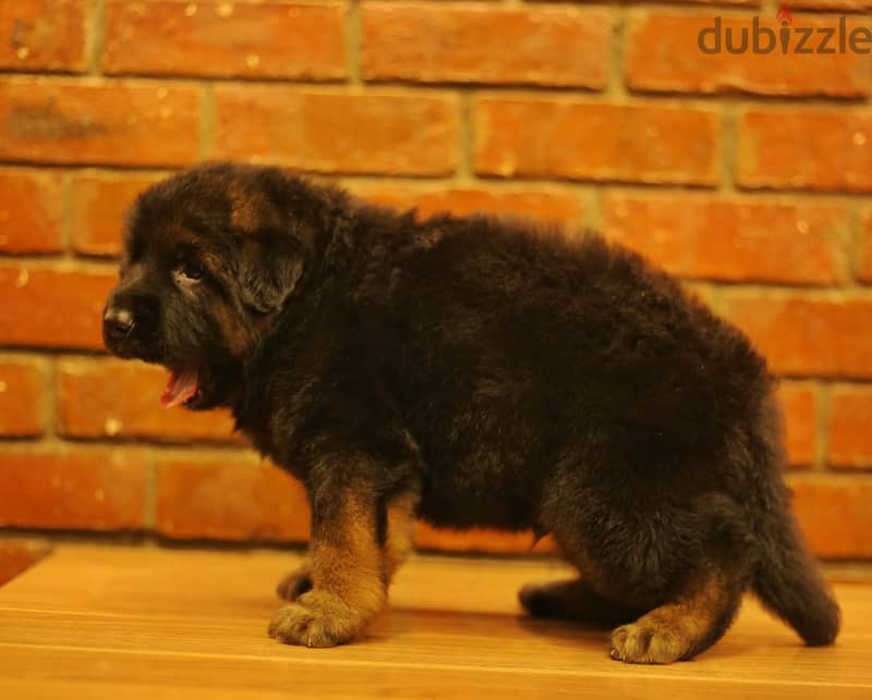 Male German shepherd puppies Female جراوي جيرمن شيبرد ذكر ولد بنت انثي 3