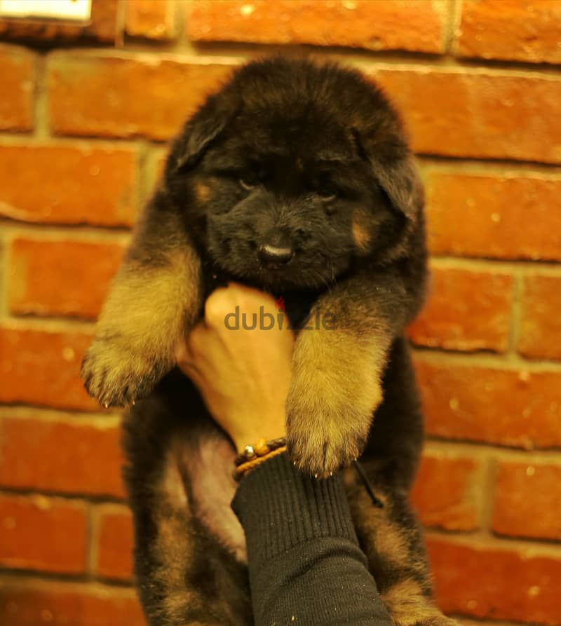 Male German shepherd puppies Female جراوي جيرمن شيبرد ذكر ولد بنت انثي 4