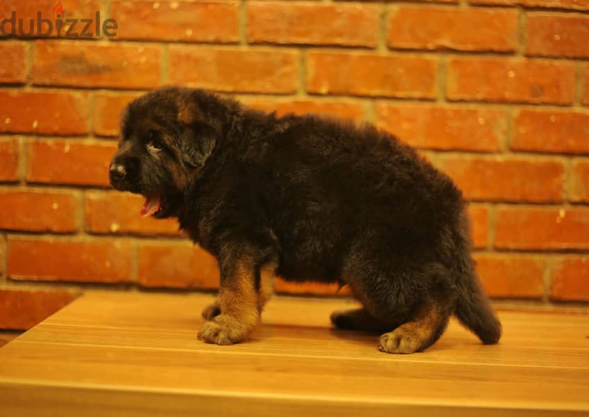 Male German shepherd puppies Female جراوي جيرمن شيبرد ذكر ولد بنت انثي 5