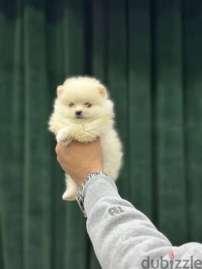 Pomeranian