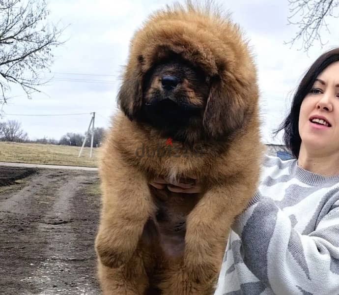 Tibetan mastiff puppies for sale 0