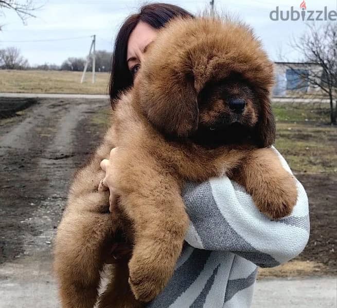 Tibetan mastiff puppies for sale 1