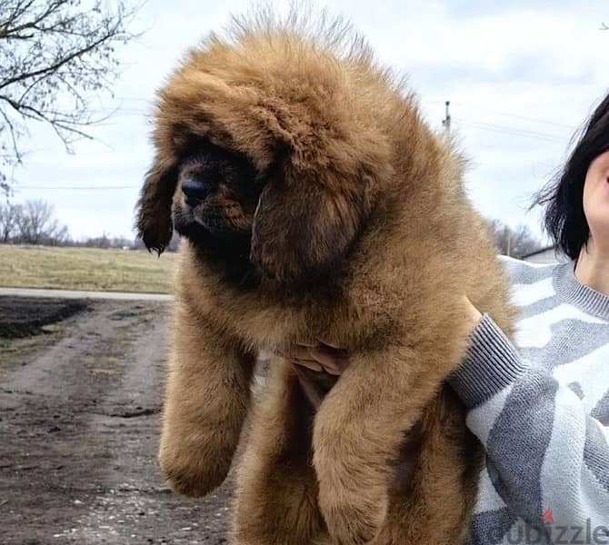 Tibetan mastiff puppies for sale 2