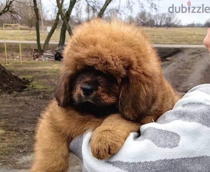 Tibetan mastiff puppies for sale 3