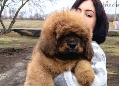 Tibetan mastiff puppies for sale