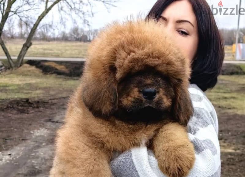 Tibetan mastiff puppies for sale 4