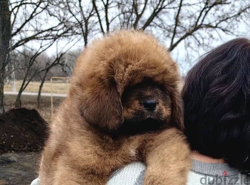 Tibetan mastiff puppies for sale 5