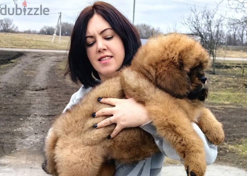 Tibetan mastiff puppies for sale 6