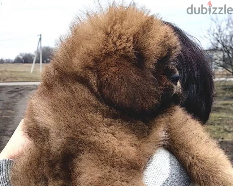 Tibetan mastiff puppies for sale 7