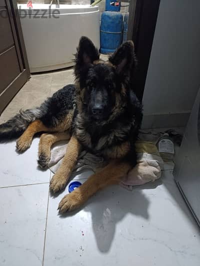 6 months German shepherd for sale