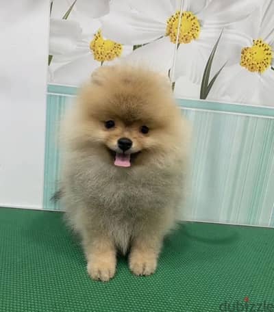 Mini Pomeranian female from Russia