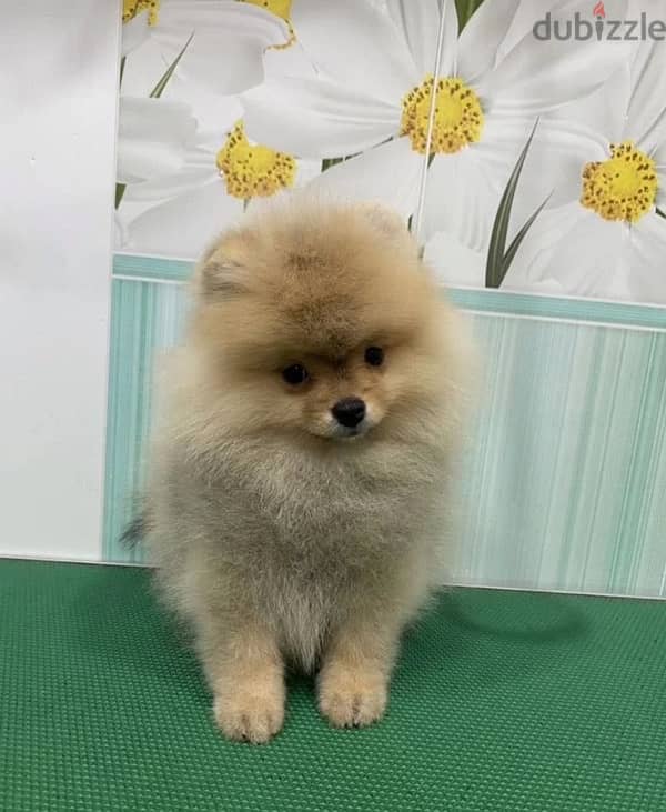 Mini Pomeranian female from Russia 1