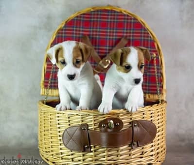 Jack Russell terrier puppy boy from Russia