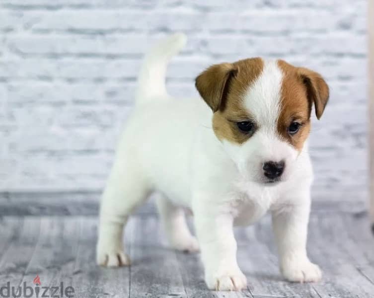 Jack Russell terrier puppy boy from Russia 1