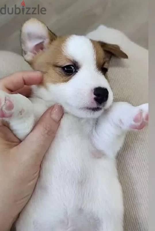 Jack Russell terrier puppy boy from Russia 2