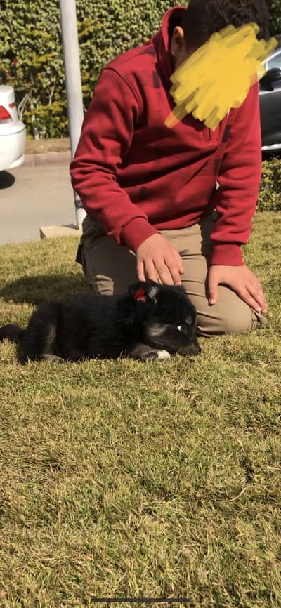 german shepherd puppy