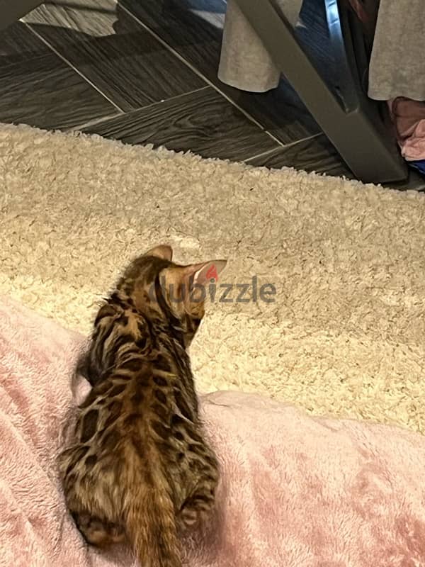 PURE BENGAL KITTEN قطة بنغالية 5