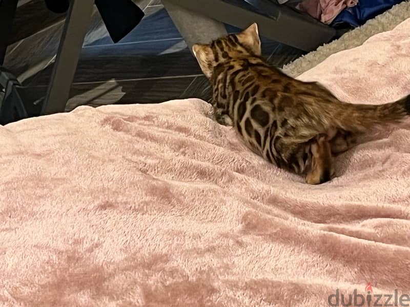 PURE BENGAL KITTEN قطة بنغالية 6