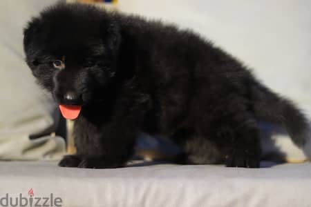 جراوي رويال بلاك للبيع Royal Blak puppies for sale